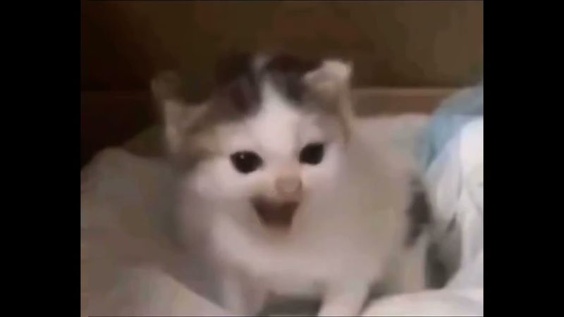 Мем котёнок гитлер жёстко толкает речь