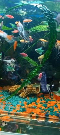 #релаксаквариум