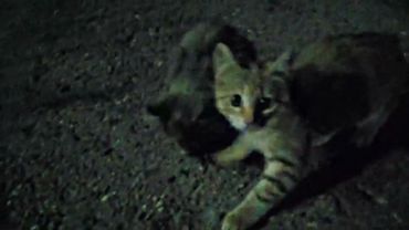 Lizer, Highself - мама, телефон | Лирик видео