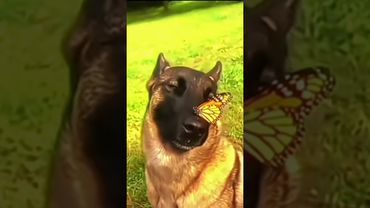 На носу собаки сидит бабочка обрезацте кому надо