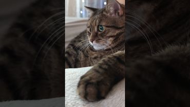 Белый носки 🙀😉🤔🤣 #cat #кот #юмор #котушка #приколы #цитаты #смех