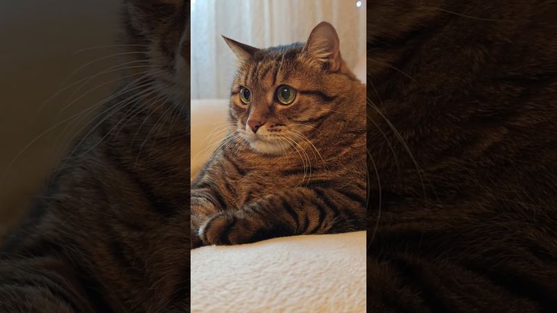 А твоя собака кусается?🐕‍🦺🙀🤔🤣 #cat #кот #юмор #котушка #приколы #цитаты