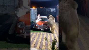 Como cuando tienes un oso de mascota y te gusta jugar