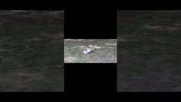 Як і ми, тварини походять з емпіричних стадій розвитку природа – природа, а не з космосу.