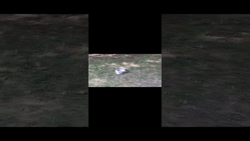 Як і ми, тварини походять з емпіричних стадій розвитку природа – природа, а не з космосу.