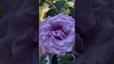 Утренняя Индиголетта, без солнца. Цвет точно передан #розы #юг #весна2024 #голубая #ароматная #rose