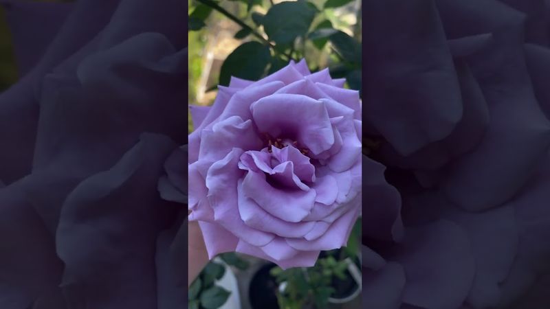 Утренняя Индиголетта, без солнца. Цвет точно передан #розы #юг #весна2024 #голубая #ароматная #rose