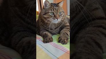 Самая сложная работа 🙀🤔😉🤣 #cat #кот #юмор #котушка #приколы #цитаты #позитив #популярное