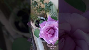 Indigoletta  Нидерланды