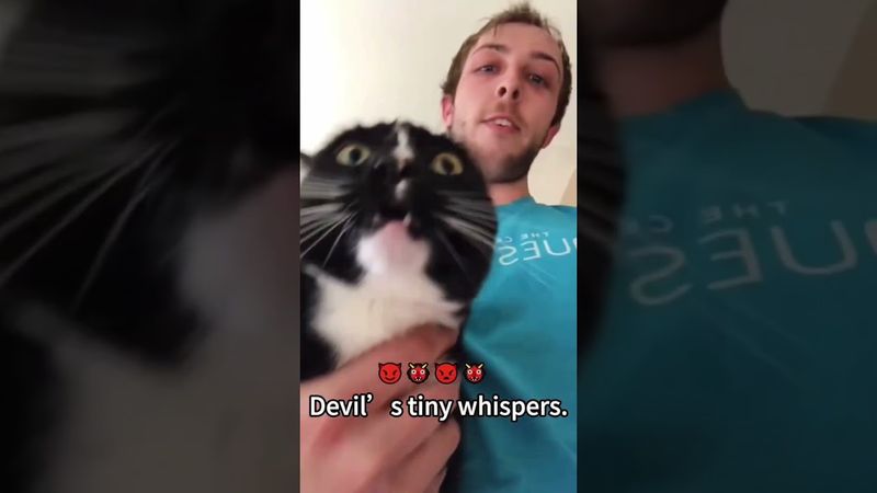 Cat’s hidden talent:Voice Actor #cat #funnycats #cutecat #catlovers #catvideos #fyp #viralvideo