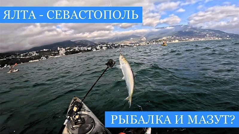 Крымская РЫБАЛКА и МАЗУТ!! - Ловим селедку в Ялте и кефаль в Севастополе, спасаем птиц!