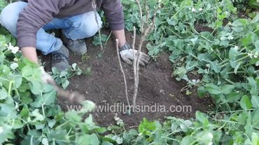 Tree peony plantation at wildfilmsindia Jabbarkhet botanical collections in western Himalaya