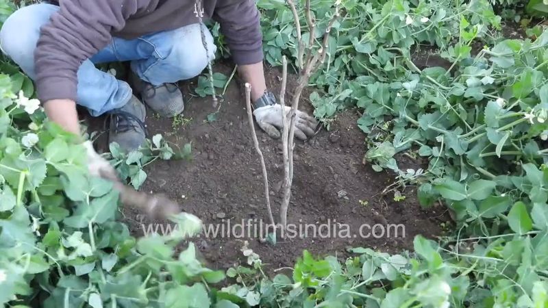 Tree peony plantation at wildfilmsindia Jabbarkhet botanical collections in western Himalaya