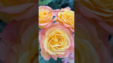 Роза Гартеншпас. Gartenspass. Роза- Хамелеон.#иринанаумова #розыиринынаумовой #розывсаду #розы #rose