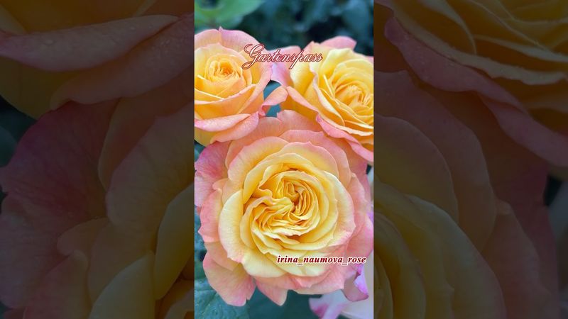 Роза Гартеншпас. Gartenspass. Роза- Хамелеон.#иринанаумова #розыиринынаумовой #розывсаду #розы #rose