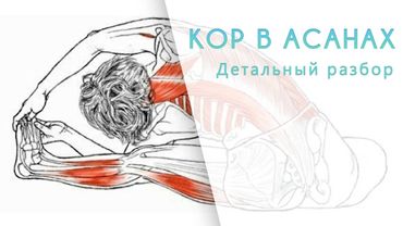 Как работает глубокая мускулатура в асанах?