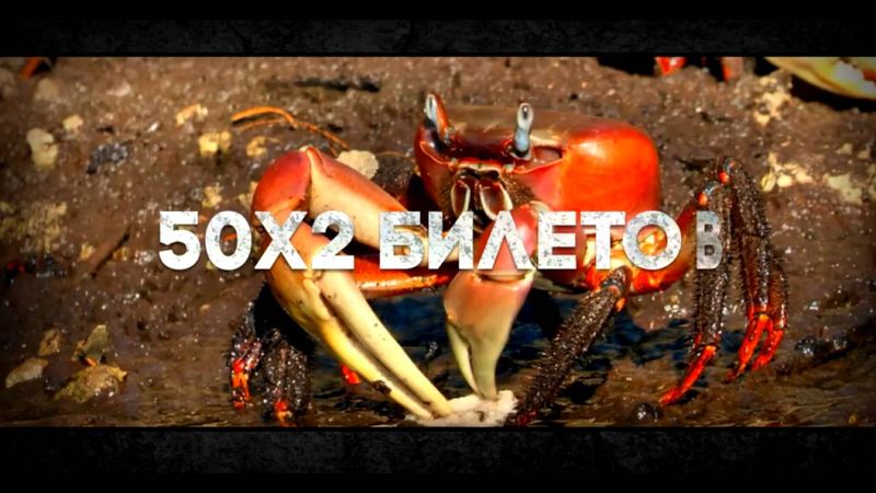 Konkurs TVDom Aldabra