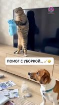 Эпизод 19 (к): Уборка на 50 000 рублей 🧹😂 #юмор Федя просто хотел пом...