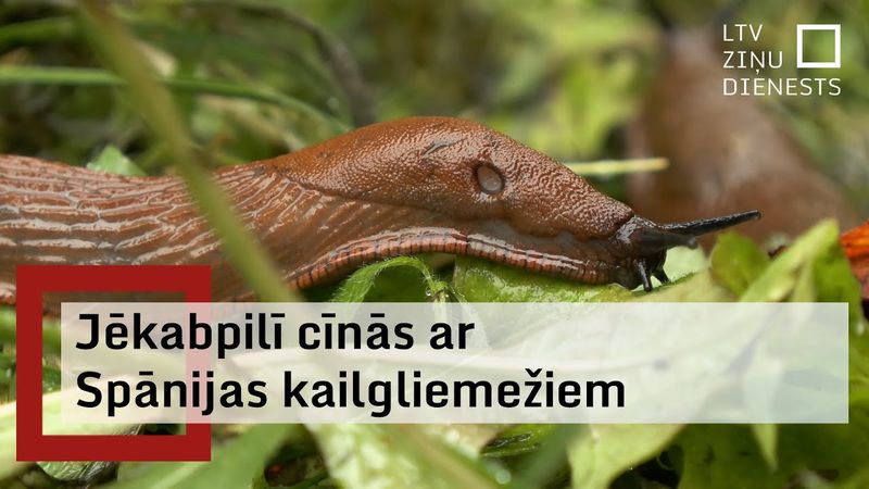 Spānijas kailgliemeži savairojušies rekordlielā skaitā; pašvaldības nāk palīgā