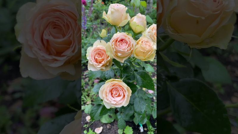 Роза Henrietta Barnett! Очень надежная флорибунда! #harknessroses #englandroses #yellowroses #roses