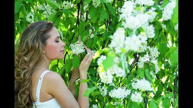 Milen  "Белая черёмуха"  ПРЕМЬЕРА - 2025!!!