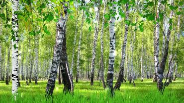 БЕРЁЗОВАЯ РОЩА  футаж #футаж