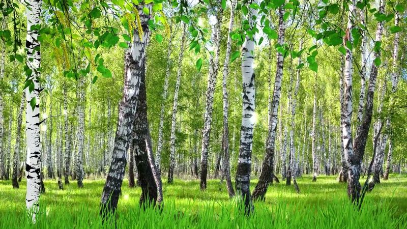 БЕРЁЗОВАЯ РОЩА  футаж #футаж