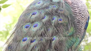See this preening pheasant's plumes in India's capital: Peacock on tree after heavy Delhi rain