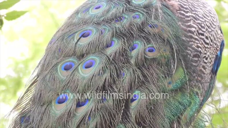 See this preening pheasant's plumes in India's capital: Peacock on tree after heavy Delhi rain