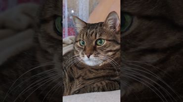 Отпустил золотую рыбку 🐠🙀😉🤣 #cat #кот #юмор #котушка #приколы #цитаты