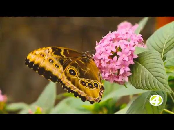 Canal 4 Repretel (Costa Rica) closedown (13-04-2020)