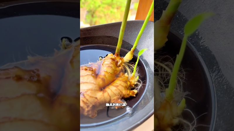 做生意的人快來養祿根吧！祿根就是財根！ 財有了根才會遠遠不斷！#運勢 #正能量 #玄學 #風水 #財富 #轉運 #發財 #生意人 #國學文化 #道家文化 #傳承文化 #民間傳說