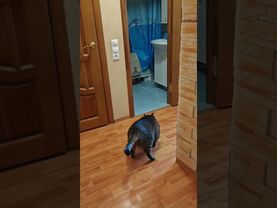 Я сказал горбатый!🙀😮😉🤣 #cat #кот #юмор #котушка #приколы #цитаты #мемы