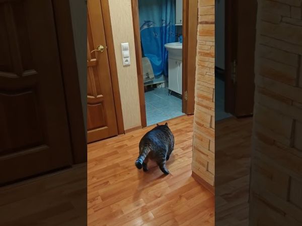 Я сказал горбатый!🙀😮😉🤣 #cat #кот #юмор #котушка #приколы #цитаты #мемы