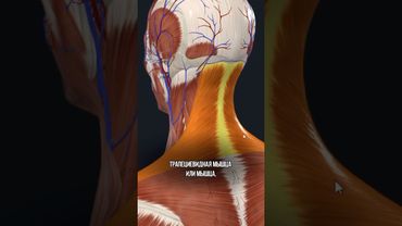 ЭТУ МЫШЦУ НЕЛЬЗЯ ТРЕНИРОВАТЬ, иначе можно заработать головную боль на всю жизнь🤯 #анатомия