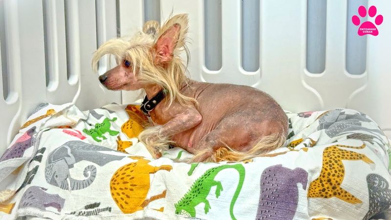 Собака НЕ ПОНИМАЕТ, что с ней происходит! Рожает ВПЕРВЫЕ!