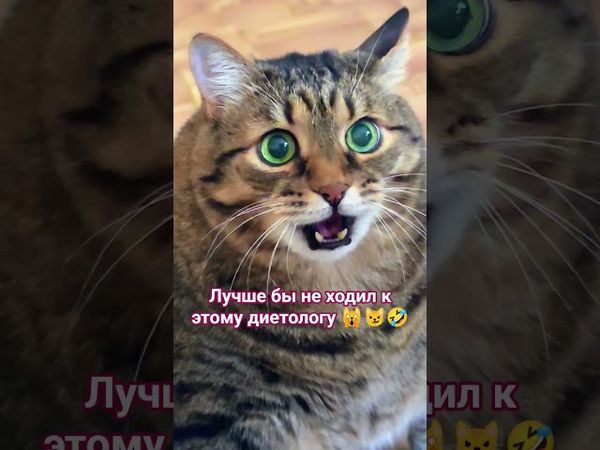 Ох уж эта диета 🙀😼🫢🤣#cat #кот #юмор #котушка #приколы #озвучка #прикольныекоты