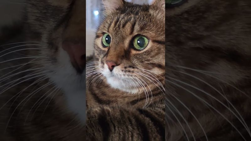 Труд сделал...🙀🤔😉🤣 #cat #кот #юмор #котушка #приколы #прикольныекоты #цитаты