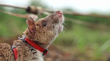 Крысы спасают Камбоджу от мин