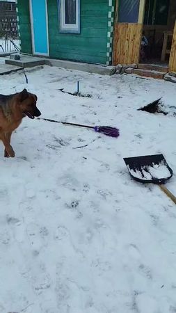 #пес #німецькавівчарка #dog #germanshepherd #вівчарка 