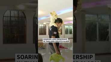 Alarm as lion ownership soars in Thailand | AFP #shorts