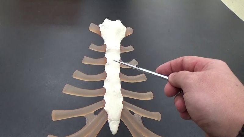 Sternum Anatomy