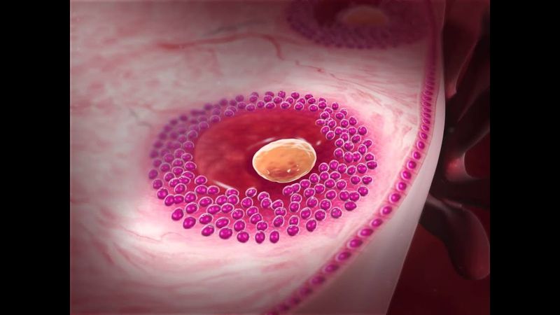 Oogenesis: Learn@Visible Body