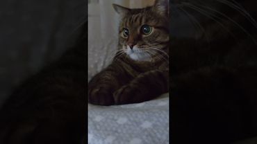 Детки конфетки 🍬🙀🤗🤣 #cat #кот #юмор #котушка #приколы #цитаты #позитив