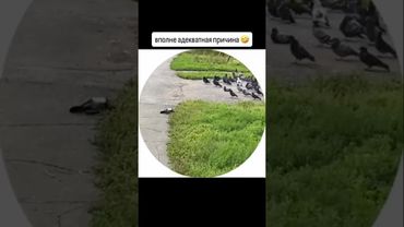 Голубиные похороны