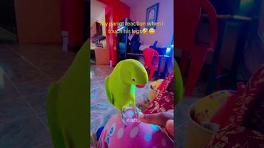 These Parrots Are the Real Comedians of the Animal Kingdom! 🦜👑