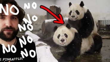 Quello che NON volevi sapere sul panda - SCIENZA BRUTTA