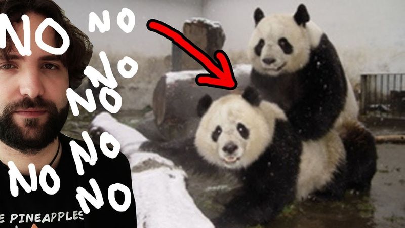 Quello che NON volevi sapere sul panda - SCIENZA BRUTTA