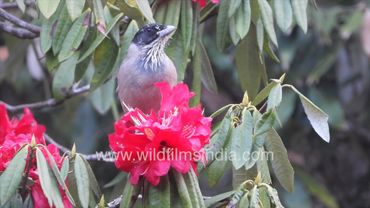 Black headed Jay nectaring on Rhododendron blossoms at wildfilmsindia forest in Motidhar