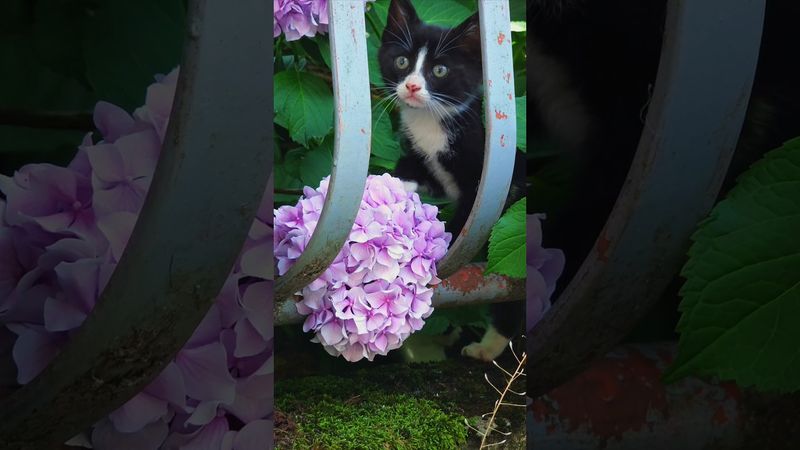 Садовый котёнок